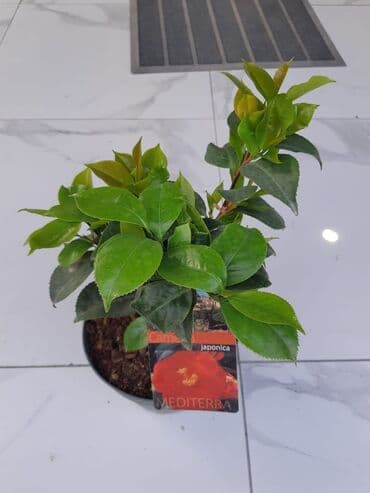 🌺 Kameliya Gülü – Zərifliyin və Saf Gözəlliyin Simvolu 🌺 Təbiətin lalafo.az -da 🌺 Kameliya Gülü – Zərifliyin və Saf Gözəlliyin Simvolu 🌺 Təbiətin