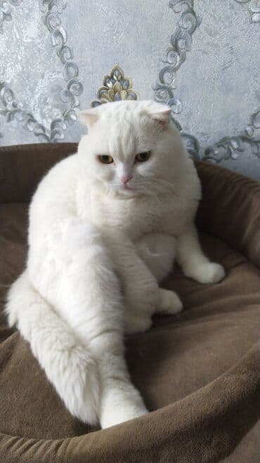 Şotland, Erkək, Cütləşmə üçün, Pulsuz çatdırılma lalafo.az -da Şotland, Erkək, Cütləşmə üçün, Pulsuz çatdırılma