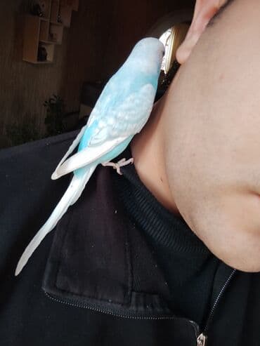 Məhəbbət quşu 2 ay yarımlıq erkək bala quş ələ çiyinə rahat gəlir lalafo.az -da Məhəbbət quşu 2 ay yarımlıq erkək bala quş ələ çiyinə rahat gəlir