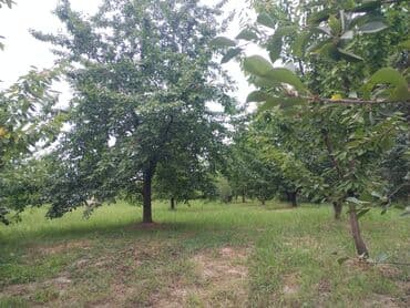 Geely: 10 соток, Для сельского хозяйства, Собственник, Купчая at lalafo.az — 6 Geely: 10 соток, Для сельского хозяйства, Собственник, Купчая — 6