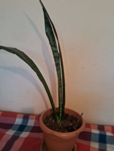 Домашний цветок{ lalafo.az -da Домашний цветок{