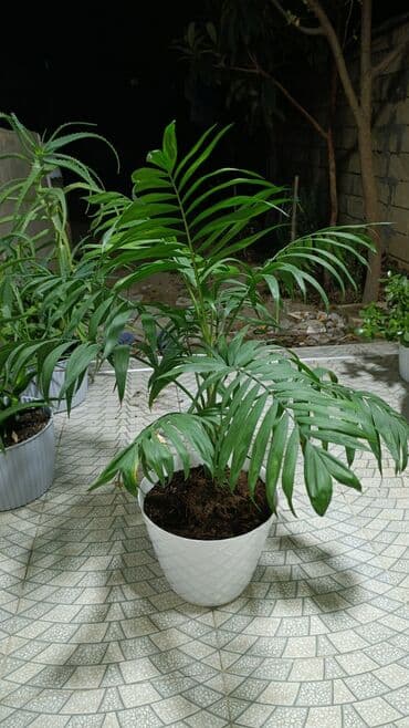 Parlor Palma (Chamaedorea elegans) – dekorativ otaq bitkisi - Zərif lalafo.az -da Parlor Palma (Chamaedorea elegans) – dekorativ otaq bitkisi - Zərif
