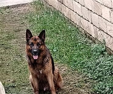 Alman çoban iti, 1 il, Erkek, Ödənişli çatdırılma lalafo.az -da Alman çoban iti, 1 il, Erkek, Ödənişli çatdırılma