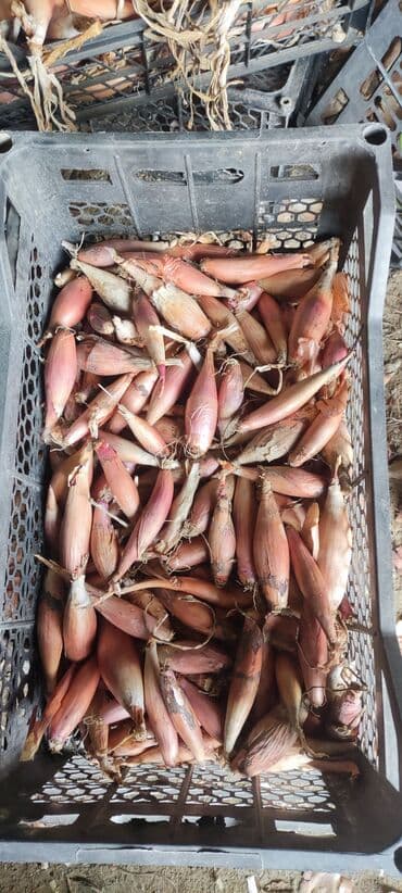 Соления: Hövsan soğanı təmiz maldır istəyən olsa əlaqə saxlasın at lalafo.az — 1 Соления: Hövsan soğanı təmiz maldır istəyən olsa əlaqə saxlasın — 1