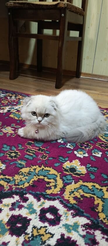 Şotland, Dişi, Yaxşı əllərə, Ünvandan götürmə lalafo.az -da Şotland, Dişi, Yaxşı əllərə, Ünvandan götürmə