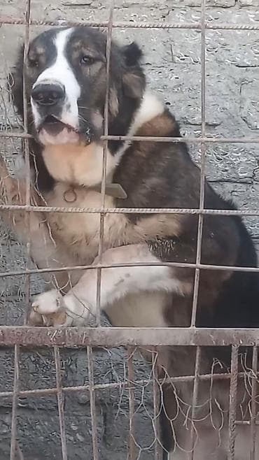 Qafqaz çoban iti, Peyvəndli lalafo.az -da Qafqaz çoban iti, Peyvəndli