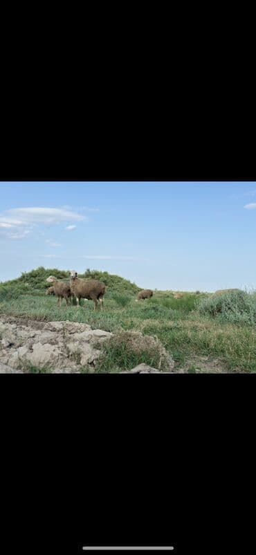 1500 sot, Kənd təsərrüfatı, Müqavilə lalafo.az -da 1500 sot, Kənd təsərrüfatı, Müqavilə