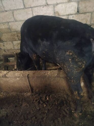 30 ədəd inək, 16 düyə 26 dişi dana, 5 erkək dana,3 buzov satilir lalafo.az -da 30 ədəd inək, 16 düyə 26 dişi dana, 5 erkək dana,3 buzov satilir