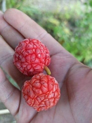 Salam Çiyələk ağacı (Kudranya) Satılır ünvan Bakıxanov (Razin) lalafo.az -da Salam Çiyələk ağacı (Kudranya) Satılır ünvan Bakıxanov (Razin)