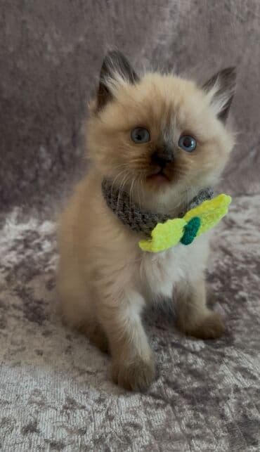 Erkək, Dişi lalafo.az -da Erkək, Dişi