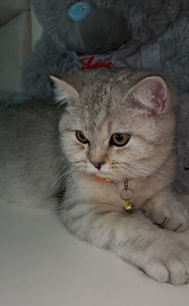 Şinşilla, Erkək, Cütləşmə üçün, Pulsuz çatdırılma lalafo.az -da Şinşilla, Erkək, Cütləşmə üçün, Pulsuz çatdırılma