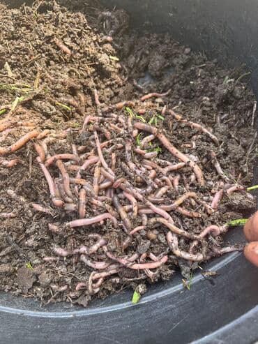 N1. Qurdlar göllərdə dənizdə kanallarda cayda cox əla effekt verir 1 lalafo.az -da N1. Qurdlar göllərdə dənizdə kanallarda cayda cox əla effekt verir 1