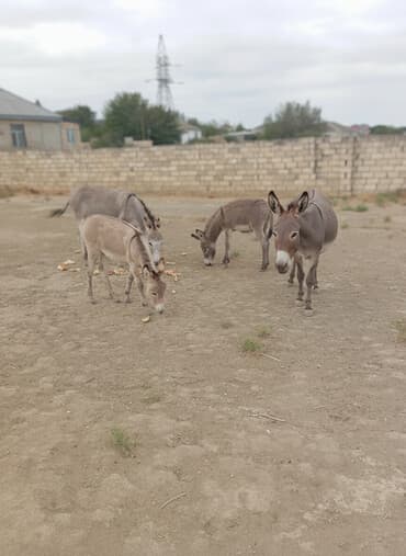 Eşşəy südü göy ösgürəyin və qizilçanin dərmani göz önündə sağlir lalafo.az -da Eşşəy südü göy ösgürəyin və qizilçanin dərmani göz önündə sağlir
