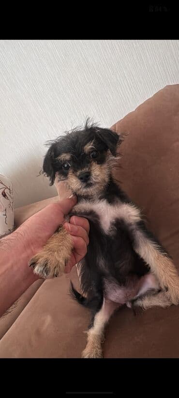 Yorkşir teryer, 1 ay, Dişi, Cütləşmə üçün, Pulsuz çatdırılma lalafo.az -da Yorkşir teryer, 1 ay, Dişi, Cütləşmə üçün, Pulsuz çatdırılma