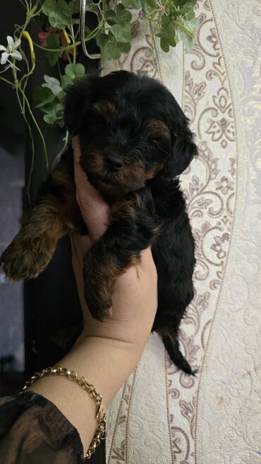 Yorkşir teryer, 1 ay, Dişi, Pulsuz çatdırılma lalafo.az -da Yorkşir teryer, 1 ay, Dişi, Pulsuz çatdırılma