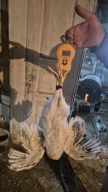 Toyuq, Broyler, Ətlik lalafo.az -da Toyuq, Broyler, Ətlik