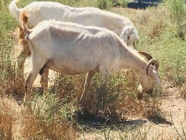 Məhsul: Qoyun-keçi təsərrüfatı üçün keçilər Təsvir: - Şəkillərdə lalafo.az -da Məhsul: Qoyun-keçi təsərrüfatı üçün keçilər Təsvir: - Şəkillərdə