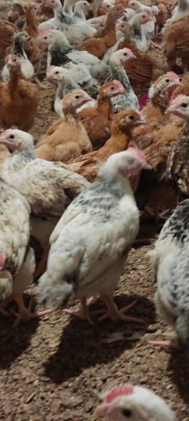 Toyuq cücələri, Ətlik lalafo.az -da Toyuq cücələri, Ətlik