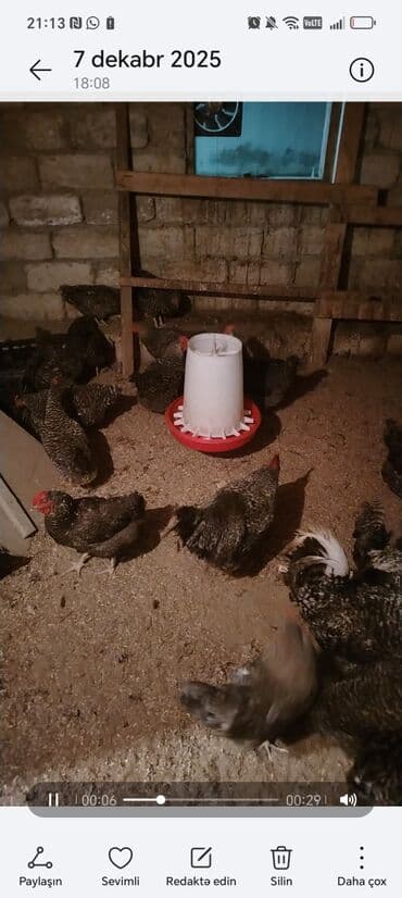 Ləpələr: Xarkov toyuqların çüçə və yumurta satışı olur yumurta 80 qəpik çüçəsi lalafo.az -da — 4 Ləpələr: Xarkov toyuqların çüçə və yumurta satışı olur yumurta 80 qəpik çüçəsi — 4