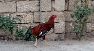 Məhsul: Xoruz,endirimde olacaq - Cinsə bənzər görünüş: uzun gövdə lalafo.az -da Məhsul: Xoruz,endirimde olacaq - Cinsə bənzər görünüş: uzun gövdə