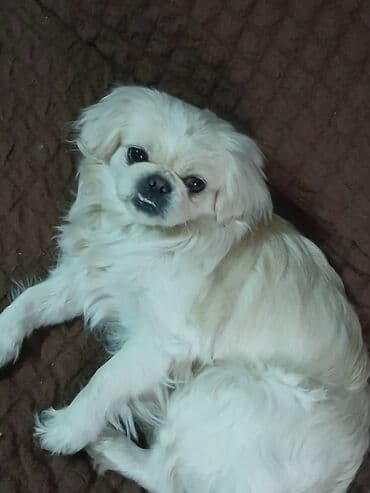 Pekines, 8 ay, Dişi, Ünvandan götürmə lalafo.az -da Pekines, 8 ay, Dişi, Ünvandan götürmə