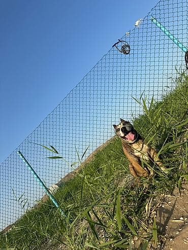 Pitbul, 7 il, Erkek, Cütləşmə üçün lalafo.az -da Pitbul, 7 il, Erkek, Cütləşmə üçün