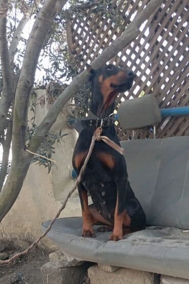Doberman, Dişi, Ünvandan götürmə lalafo.az -da Doberman, Dişi, Ünvandan götürmə