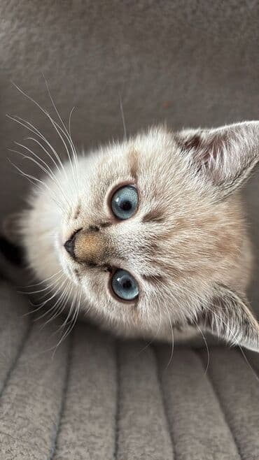 Yaxşı əllərə lalafo.az -da Yaxşı əllərə