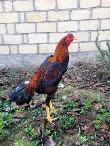 Hər kəsə salamlar. Aprel beçəsidir. Özünə həm vid, həmdəki döyüş üçün lalafo.az -da Hər kəsə salamlar. Aprel beçəsidir. Özünə həm vid, həmdəki döyüş üçün