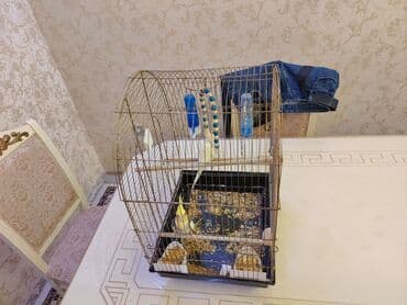 Usag ucun almisdi, usagin hec maragida yox imis quslara.Quslar lalafo.az -da Usag ucun almisdi, usagin hec maragida yox imis quslara.Quslar