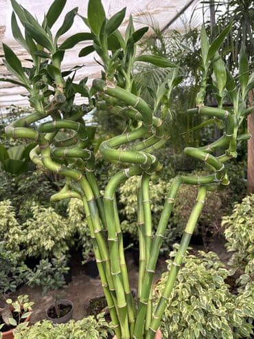 Bitki dərmanları: Bambuk (1ədəd) 10azn dəyərindədir.
Hündürlük 90-100sm lalafo.az -da — 1 Bitki dərmanları: Bambuk (1ədəd) 10azn dəyərindədir.
Hündürlük 90-100sm — 1