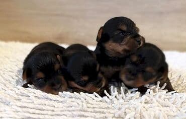 Yorkşir teryer, 1 ay, Erkek, Ünvandan götürmə lalafo.az -da Yorkşir teryer, 1 ay, Erkek, Ünvandan götürmə