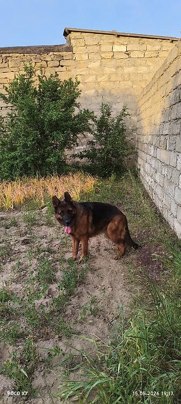 Alman çoban iti, 3 il, Dişi, Peyvəndli, Ünvandan götürmə lalafo.az -da Alman çoban iti, 3 il, Dişi, Peyvəndli, Ünvandan götürmə