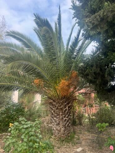 Xurma palması (Phoenix canariensis) – dekorativ, iri taclı, güclü lalafo.az -da Xurma palması (Phoenix canariensis) – dekorativ, iri taclı, güclü