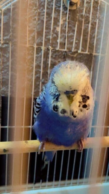 Cex erkek 15 kilo ag dari ile barter olunur prablemi vitamin lalafo.az -da Cex erkek 15 kilo ag dari ile barter olunur prablemi vitamin