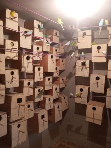 Biri 9 manat Unvan Bileceri lalafo.az -da Biri 9 manat Unvan Bileceri