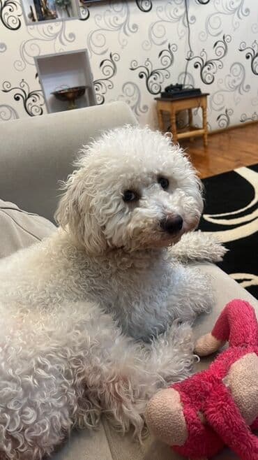 Pudel lalafo.az -da Pudel