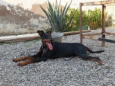 Doberman, 1 il, Dişi, Peyvəndli, Ünvandan götürmə, Ödənişli çatdırılma lalafo.az -da Doberman, 1 il, Dişi, Peyvəndli, Ünvandan götürmə, Ödənişli çatdırılma