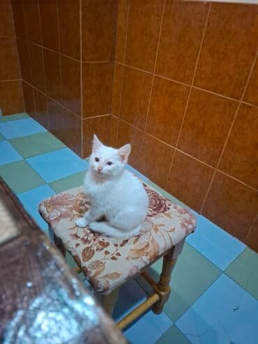 Yaxşı əllərə lalafo.az -da Yaxşı əllərə