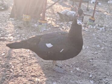 Варенье: Lal ördəklər satılır qiymət saya və cinsinə görə dəyişir at lalafo.az — 17 Варенье: Lal ördəklər satılır qiymət saya və cinsinə görə dəyişir — 17