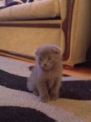 İnformatika: Şotland, Erkək, Dişi, Ünvandan götürmə, Ödənişli çatdırılma lalafo.az -da — 1 İnformatika: Şotland, Erkək, Dişi, Ünvandan götürmə, Ödənişli çatdırılma — 1