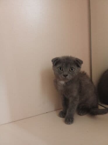 Şotland yastı qulaq lalafo.az -da Şotland yastı qulaq