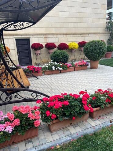 Rəngarəng xrizantema və muskat gülləri – hazır dekorativ lalafo.az -da Rəngarəng xrizantema və muskat gülləri – hazır dekorativ