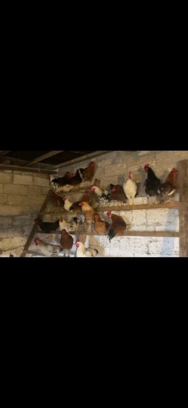 Toyuq, Damazlıq lalafo.az -da Toyuq, Damazlıq