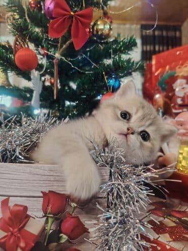 Qızıl şinşilla, Dişi, Yaxşı əllərə, Ünvandan götürmə lalafo.az -da Qızıl şinşilla, Dişi, Yaxşı əllərə, Ünvandan götürmə