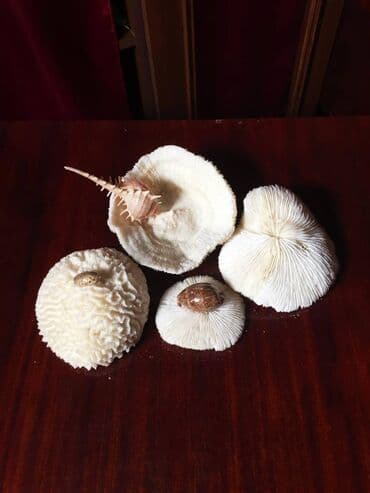 Balıqqulaqları, Yəməndən gətirilib, Qırmızı Dənizindir lalafo.az -da Balıqqulaqları, Yəməndən gətirilib, Qırmızı Dənizindir