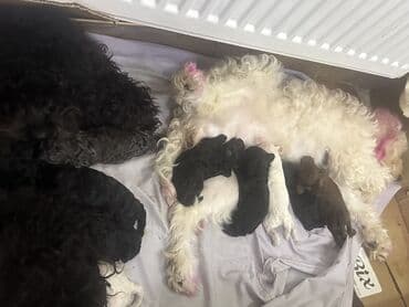 Pudel lalafo.az -da Pudel