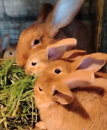 Qızılı rəngli ev dovşanları - Cins: ehtimalən iri ölçülü ət-yun lalafo.az -da Qızılı rəngli ev dovşanları - Cins: ehtimalən iri ölçülü ət-yun