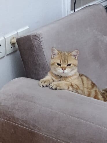 Qızıl şinşilla lalafo.az -da Qızıl şinşilla