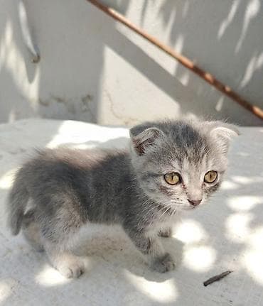 Şotland yastı qulaq, Erkək, Yaxşı əllərə lalafo.az -da Şotland yastı qulaq, Erkək, Yaxşı əllərə